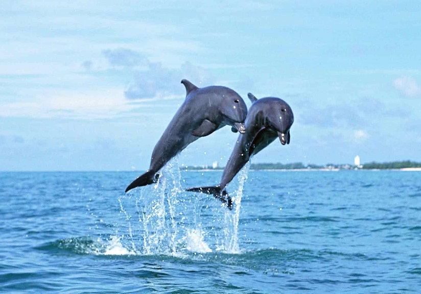 dolphinJump.jpeg