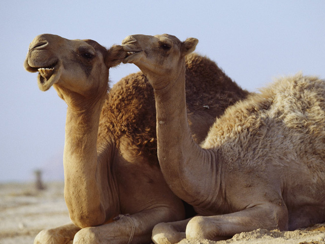 pair_camels.jpg