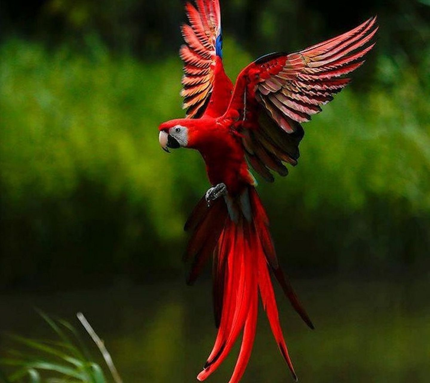 redMacaw.png