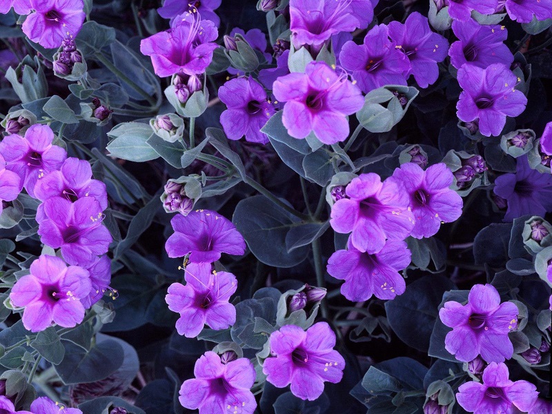 Fleur_Persian_Violet.jpg