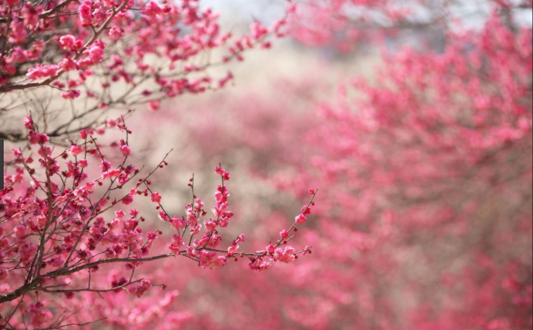 Fleur_PinkBlossoms_hazy.JPG