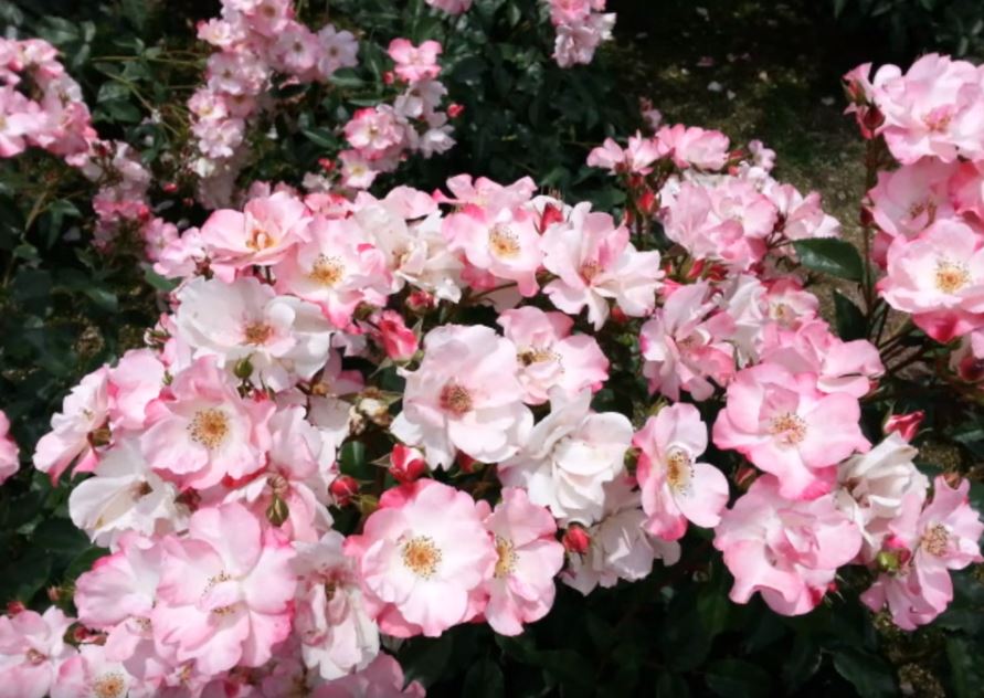 Fleur_blossomsPink.JPG