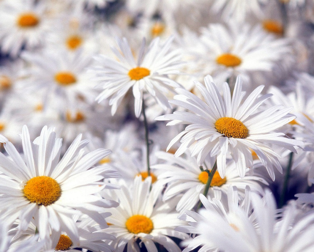 daisies3.jpg