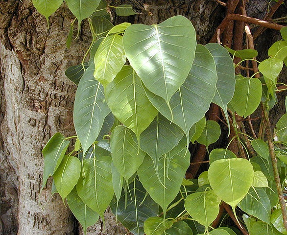 Ficus_religiosa_Bo_leaves.jpg