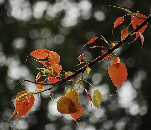 Ficus_religiosa_new_red_leaves.JPG