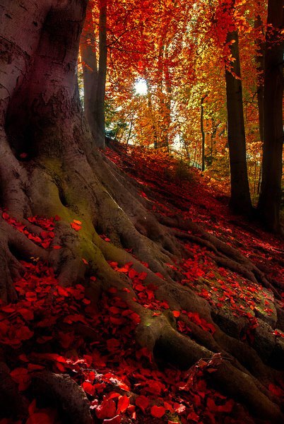 Tree_RedForestLeaves_Bavarische.jpg