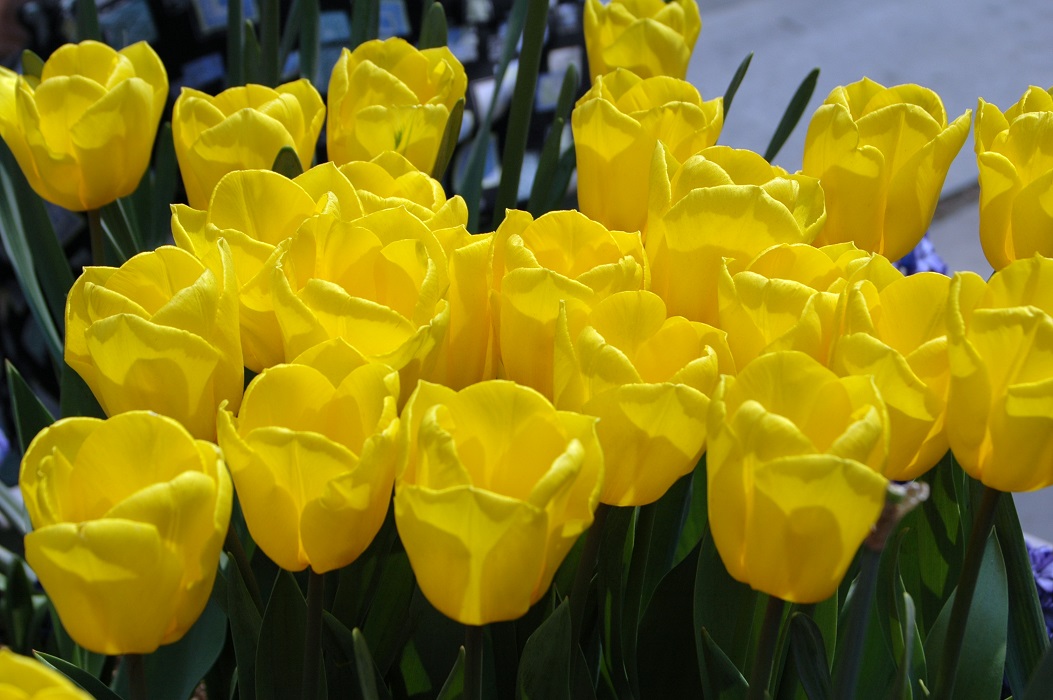 Vishaka_tulips.jpg