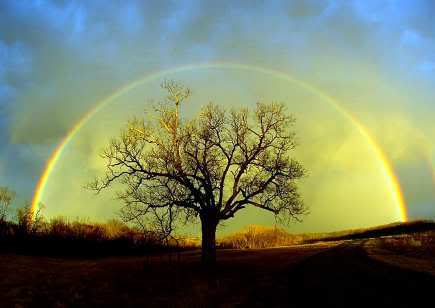 rainbow_tree.jpg
