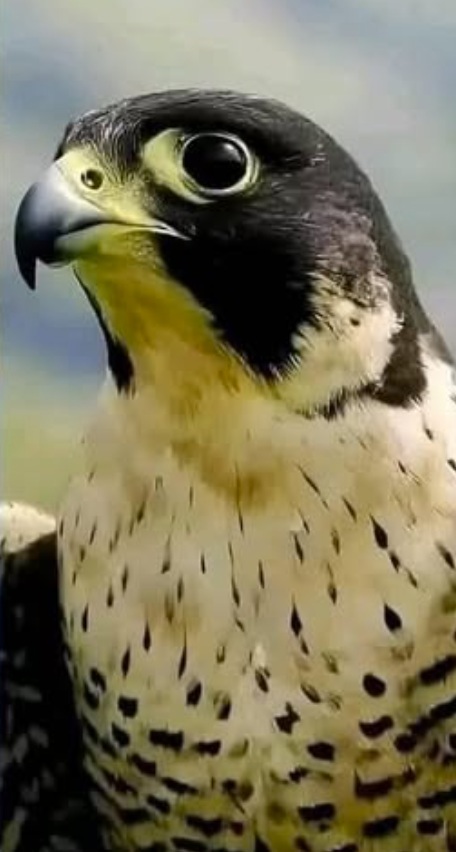 Bird_falcon.jpg
