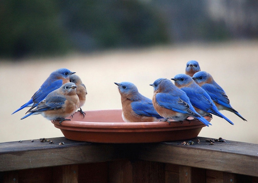 Bluebirds_group_dannybrown.jpg