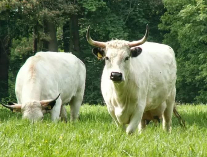 Cattle_CadzowScotland.JPG