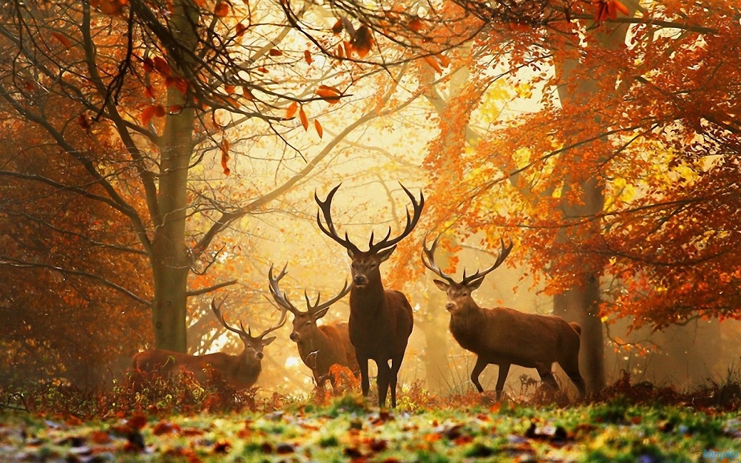 BullDeer_autumn.jpg