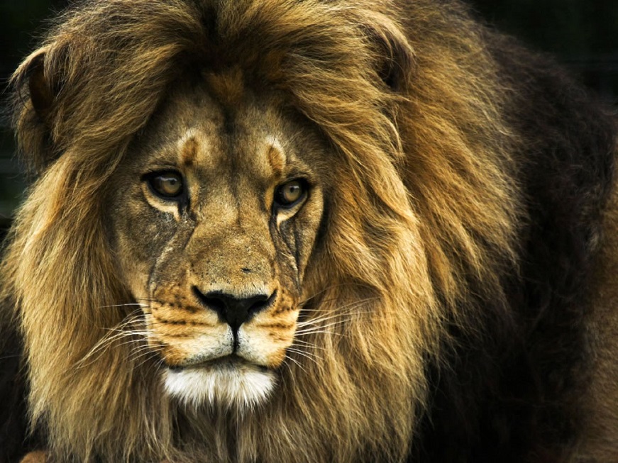 LionAging_SuryaMakara.jpg