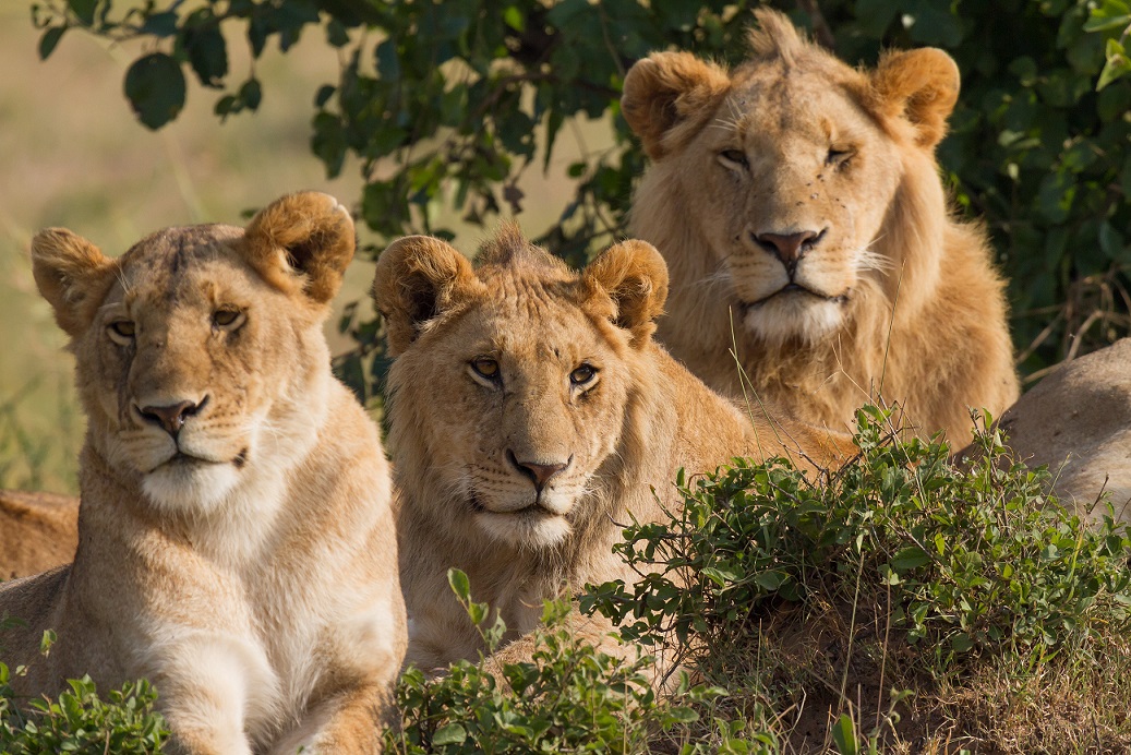 Lions_Family_Portrait_Masai_Mara.jpg