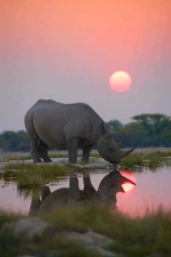 Rhinoceros_AfricanSunset.jpg