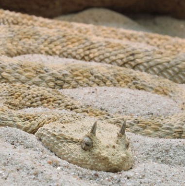 /SnakeDesertHornedViper.PNG