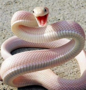 SnakePink.PNG