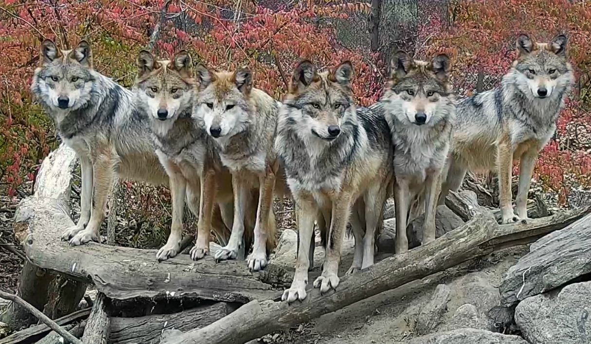 WolfMexicanGray_WolfConservationCtr2019.jpg
