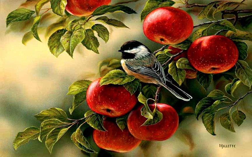 apples_BirdPtng.jpg