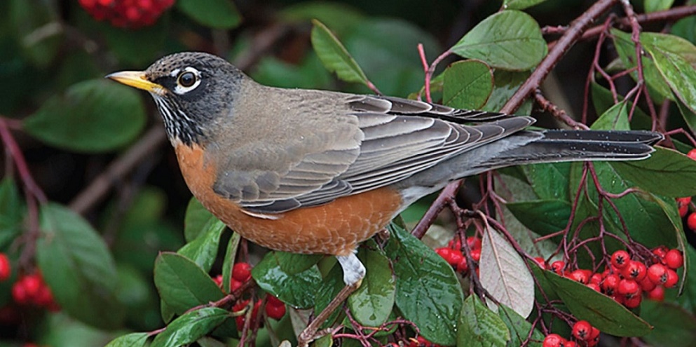 BudhaKujaSan_AmericanRobin_audubonsoc.jpg