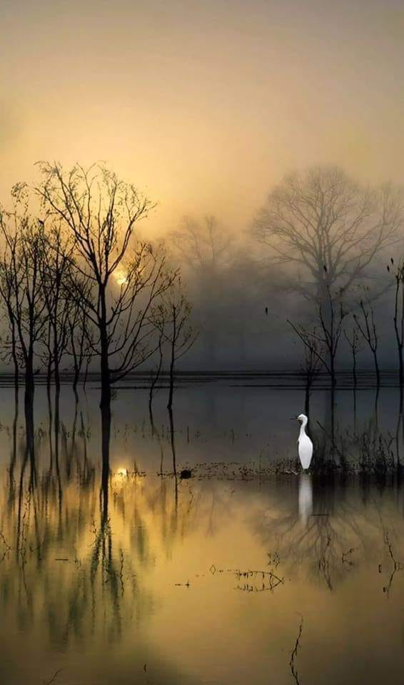 bird_EgretGoldenPondFog_byViolaLoretti.jpg
