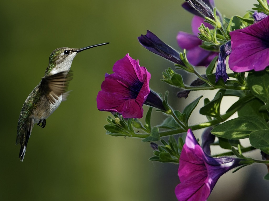 Hummingbird1.jpg