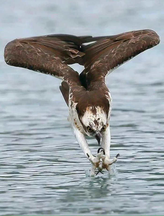 bird_HuntingBird_GoalFocus.png