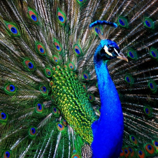 PeacockBleu.jpg