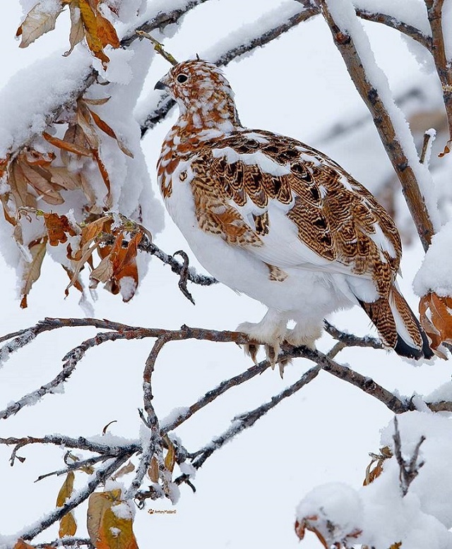 Ptarmigan_WinterCamouflage.jpg