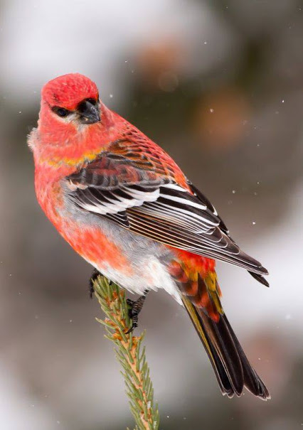RedPineGrosbeak.jpg