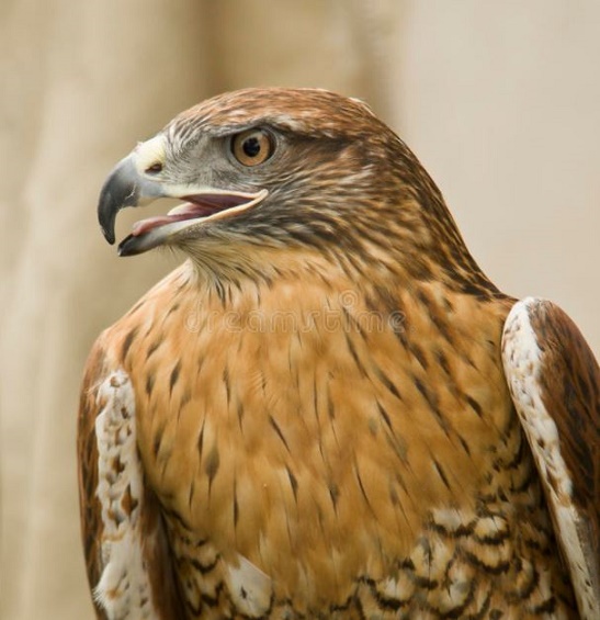 MangalaDhanuz_RedTailHawk.JPGMangalaDhanuz_RedTailHawk.JPG