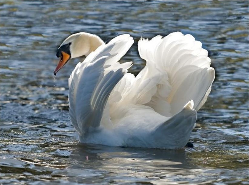 Swan1.JPG