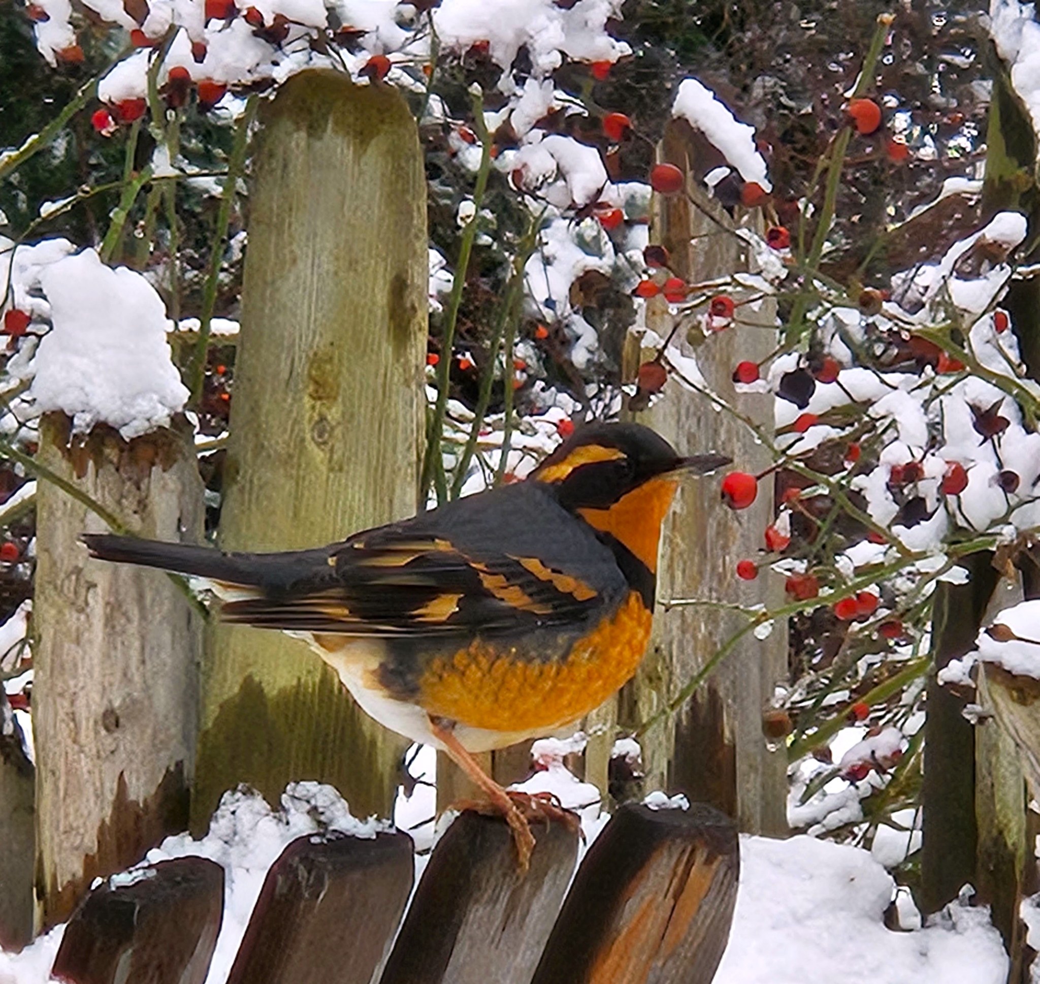 bird_VariedThrush_winter.jpg