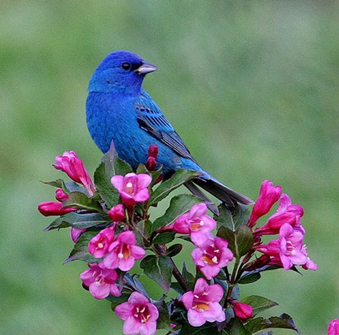 bluBirdFlor.jpg