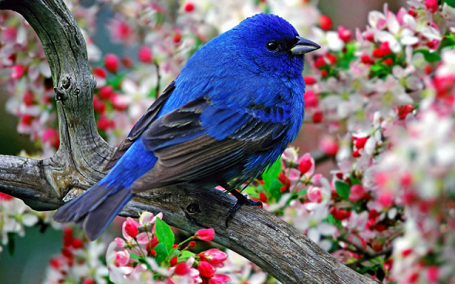 bird_bluebirdy.png