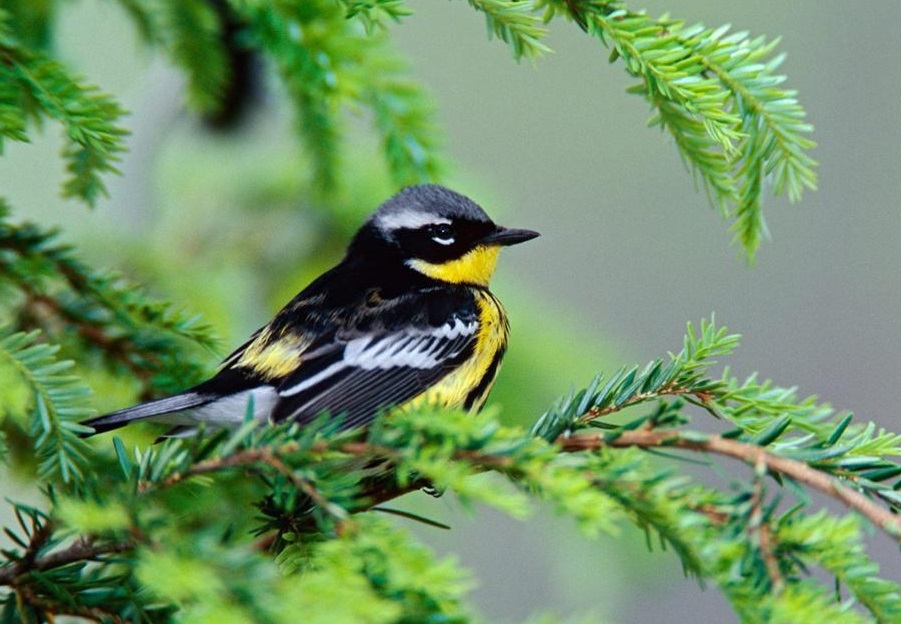 male-magnolia-warbler.jpg