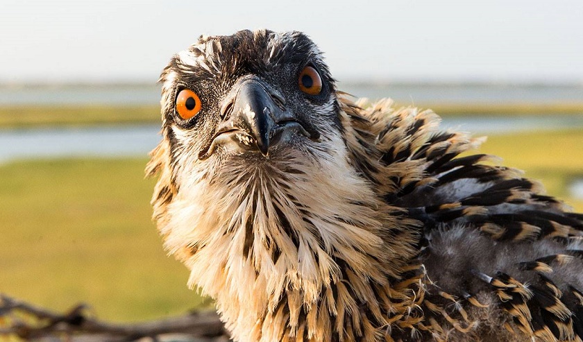 osprey.jpg