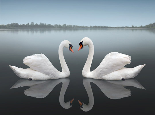Thula_swansStillness.jpg