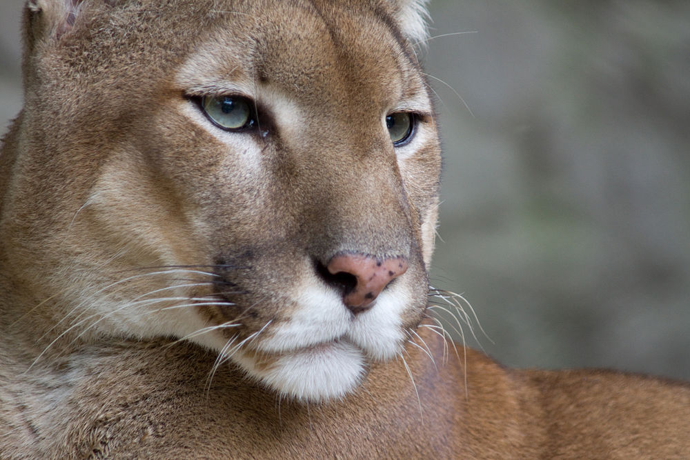Closeup_mountainLion.jpg