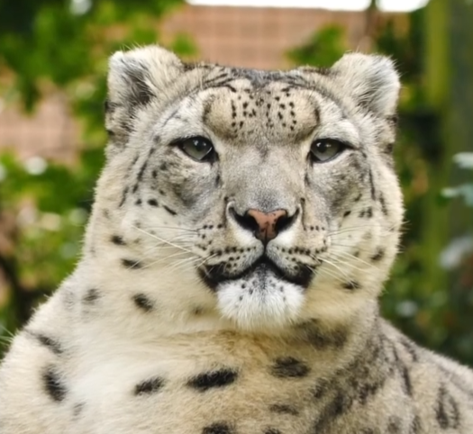 cat_snowLeopard_2.png