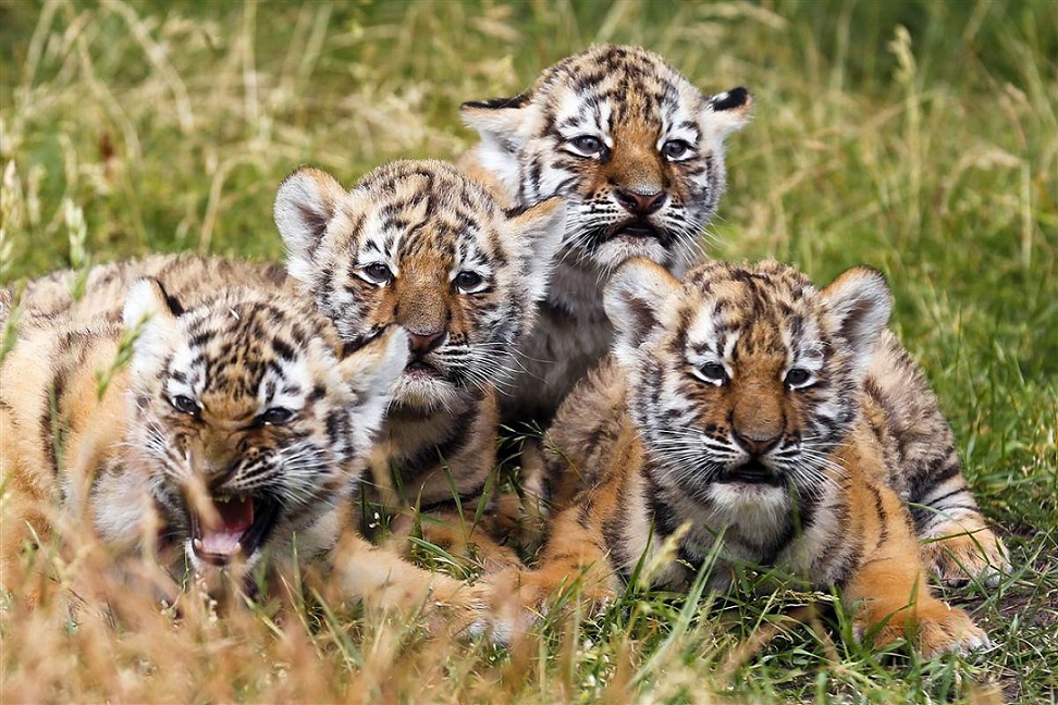 LeyanJuveniles_cohort.jpg