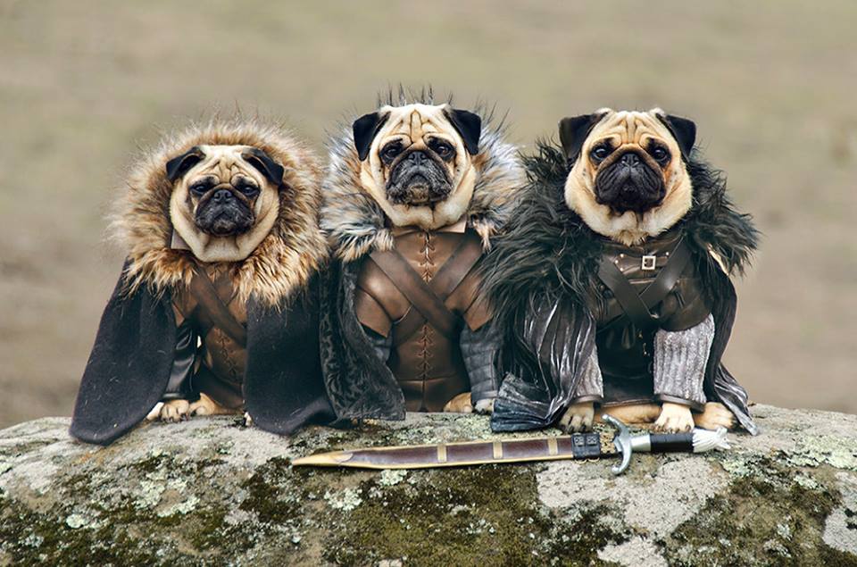 3bulldogs.jpg