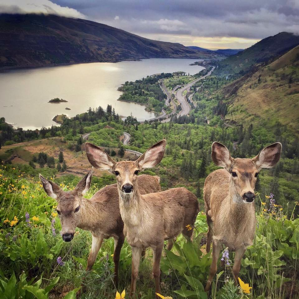 deerGorge.jpg