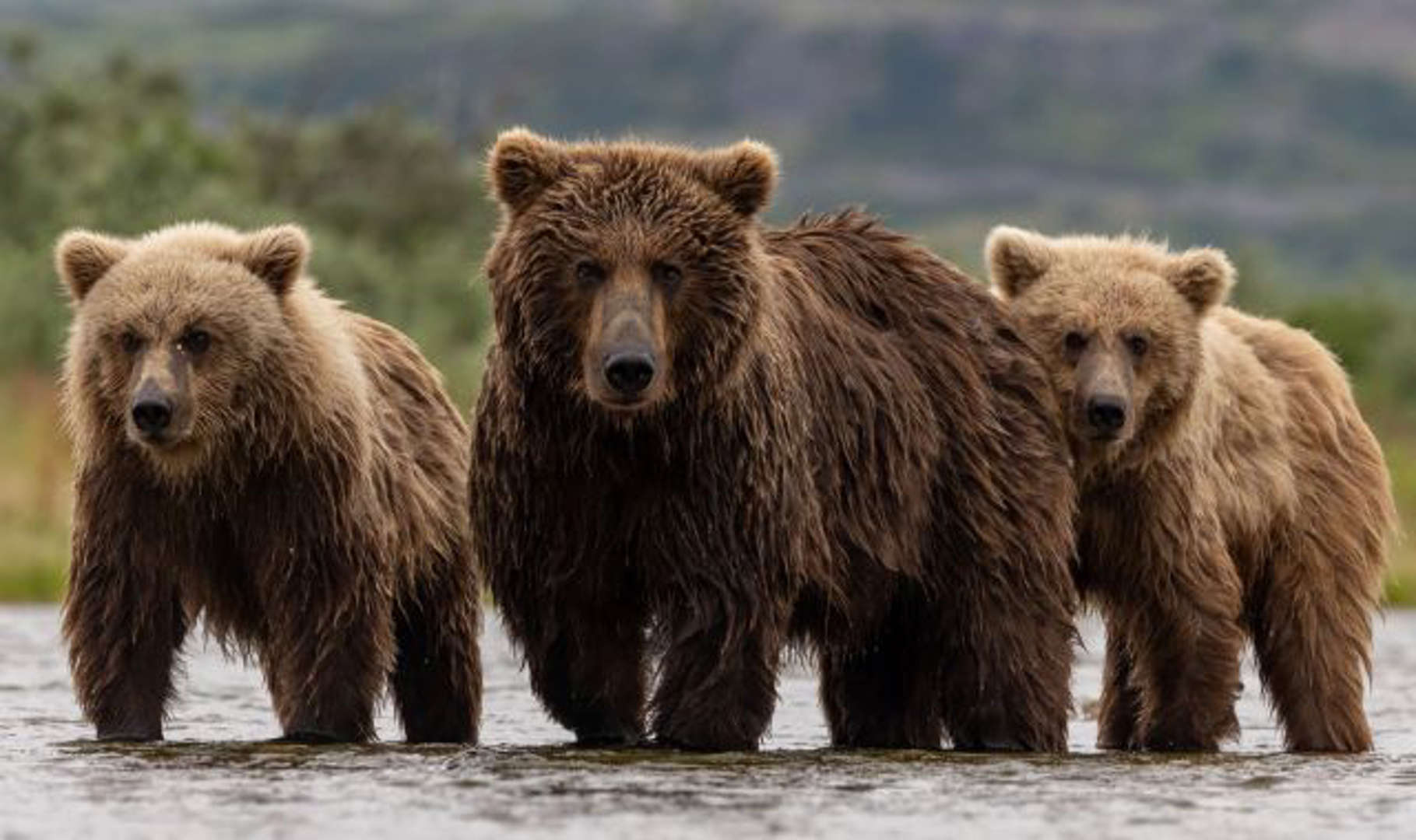 cohort_grizzlies.jpg