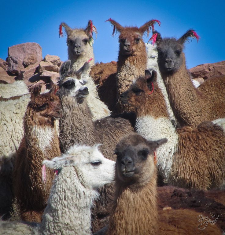 LlamaAlpaca_group.jpg