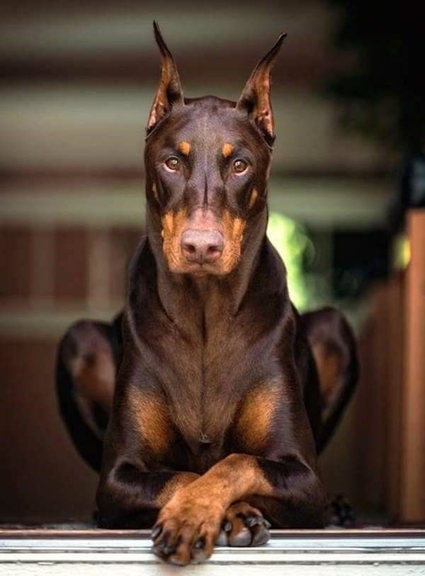 Doberman_serious.jpg