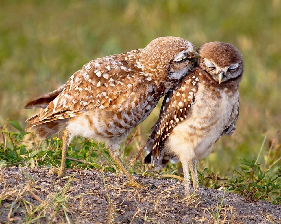 pair_BrownOwl.jpg