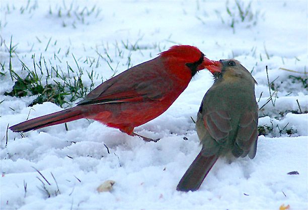 CardinalPair.jpg