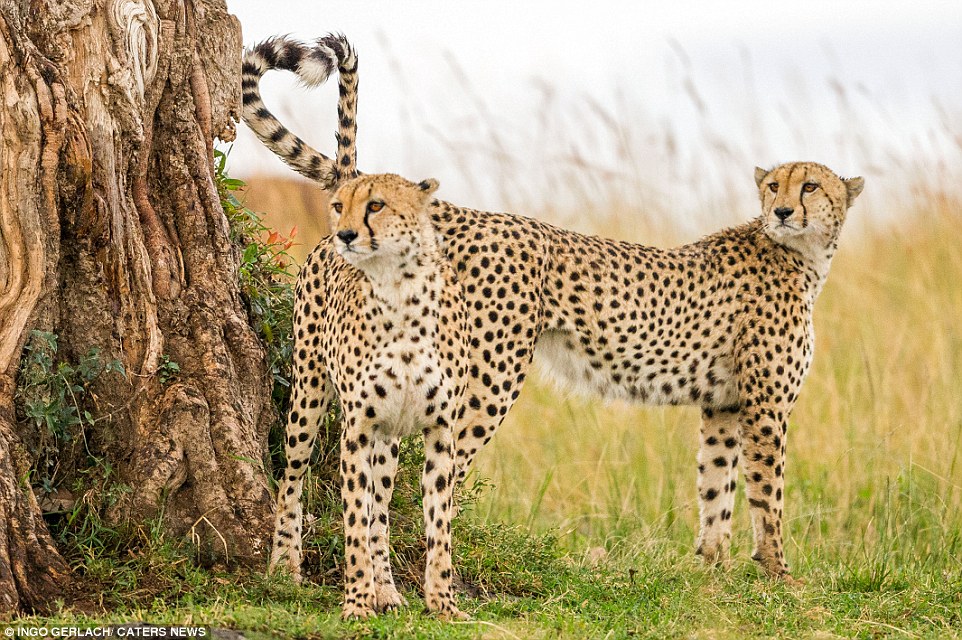 pair_Cheetah.jpg