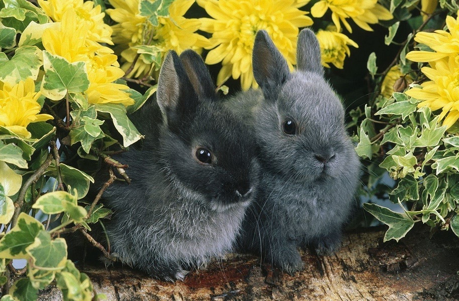 pair_Rabbit.jpg